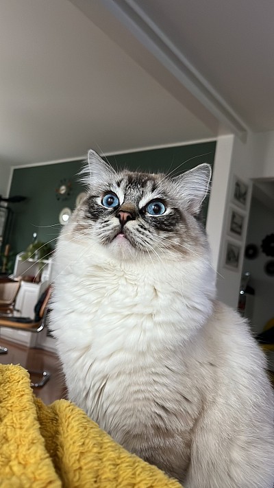 Allevamento gatti cuccioli Ragdoll Svizzera Ticino Lombardia Milano italia