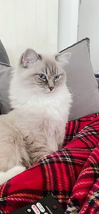 Ragdoll allevamento cuccioli Svizzera Italia Milano Ticino Lugano