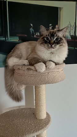 Ragdoll cuccioli allevamento Ticino Svizzera Milano italia