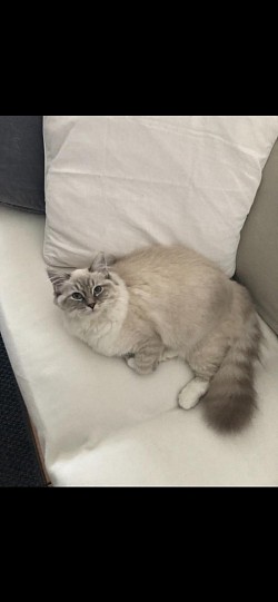 Ragdoll cuccioli Italia Milano Svizzera Ticino gatto