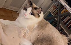 Ragdoll gatti cuccioli Ticino Milano Lugano Svizzera Italia allevamento