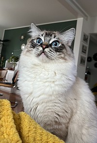 Gatto Ragdoll maschio allevamento cuccioli