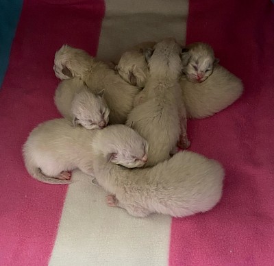 Cuccioli Ragdoll Svizzera Italia Ticino Milano allevamento gatti
