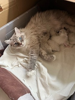 Cuccioli ragdoll