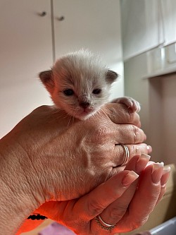 Cucciolo Ragdoll