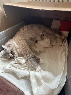 Allevamento cuccioli ragdoll