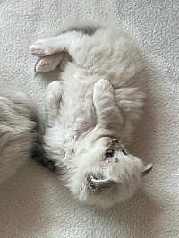 Allevamento gatti cuccioli Ragdoll Svizzera Ticino Lombardia Milano italia