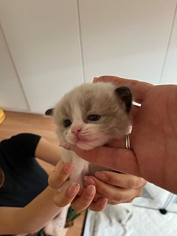 Cuccioli ragdoll gatto disponibile