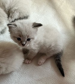 Cucciolo ragdoll gatti allevamento disponibili