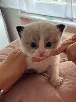 Cuccioli ragdoll allevamento gatti