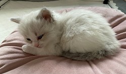 Cuccioli disponibili ragdoll