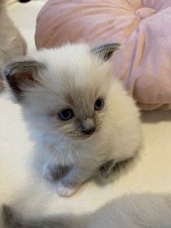Cuccioli gatti ragdoll allevamento disponibile