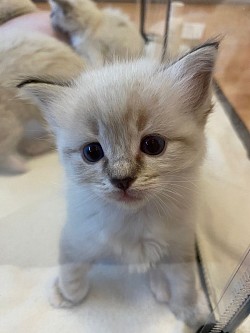 Cucciolo gatto gatti ragdoll disponibili allevamento Ticino Lombardia Milano varese