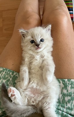 Cuccioli ragdoll disponibili allevamento