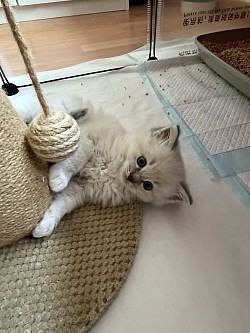 Cuccioli ragdoll disponibili vendita allevamento