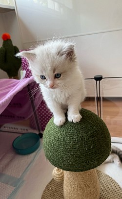 Cuccioli ragdoll disponibili vendita allevamento affettuosi