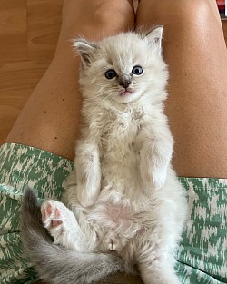 Ragdoll cuccioli disponibili affettuosi allevamento vendita
