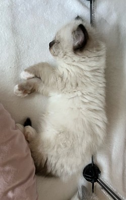Cucciolo ragdoll allevamento vendita disponibile
