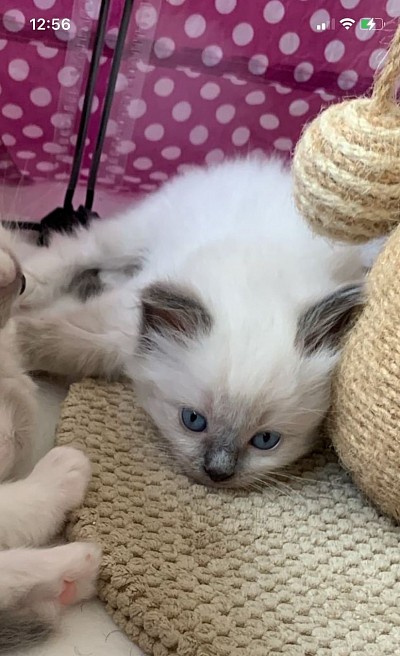 Cucciolo ragdoll femmina vendita disponibile
