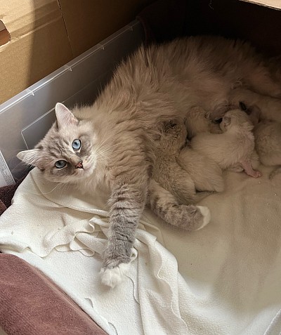 Cuccioli Ragdoll Svizzera Italia Ticino Milano allevamento gatti