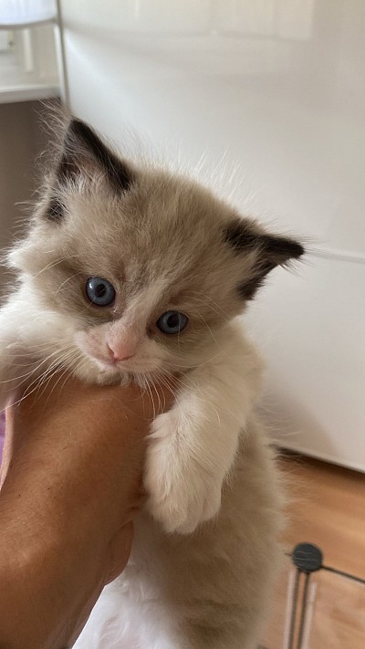 Cucciolo ragdoll disponibile allevamento vendita