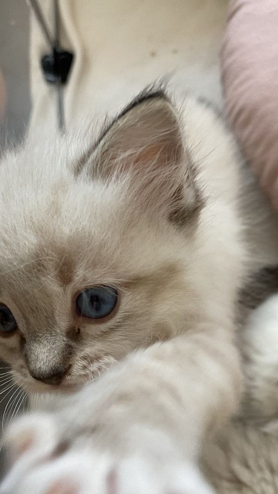 Femmina cuccioli ragdoll allevamenti disponibile vendita
