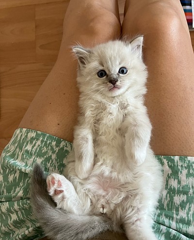 Cucciolo ragdoll vendita disponibile allevamento