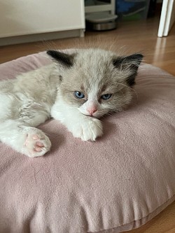 Cucciolo maschio ragdoll disponibile venditaAllevamento