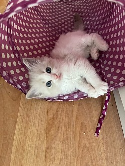 Cucciolo Ragdoll allevamento