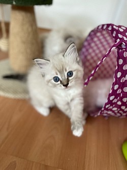 Cuccioli ragdoll allevamento disponibili vendite