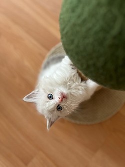 Ragdoll cuccioli maschio allevamento