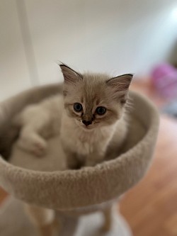 Cucciolo ragdoll allevamento Ticino Lombardia
