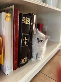 Cuccioli maschi allevamento ragdoll disponibili vendita