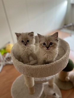 Cuccioli ragdoll disponibili allevamento