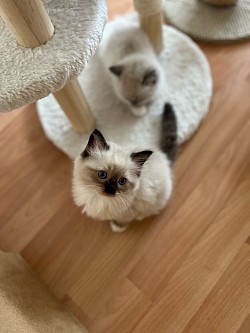 Ragdoll gatti cuccioli allevamento disponibili