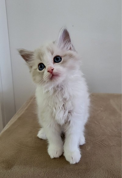 Cucciolo ragdoll maschietto vendita disponibile allevamento Ticino