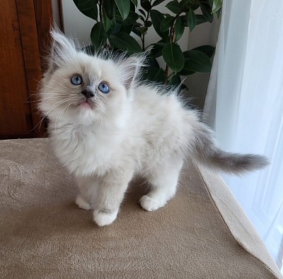 Cuccioli ragdoll allevamento vendita disponibili
