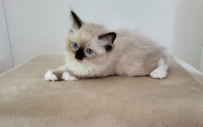 Ragdoll cucciolo disponibile vendita allevamento