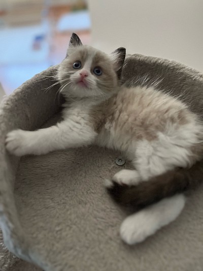 Cucciolo disponibile ragdoll