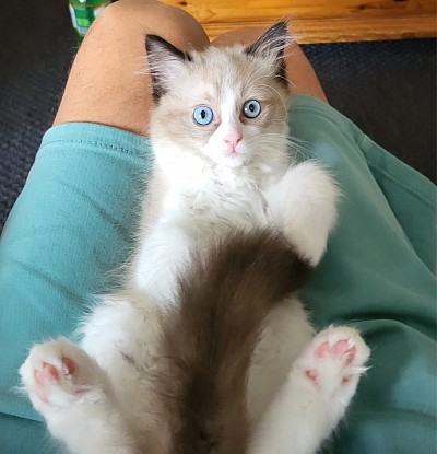 Cucciolo ragdoll disponibile allevamento vendita
