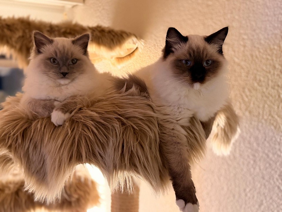 Cuccioli ragdoll allevamento Ticino Lugano Tessin Svizzera Swiss