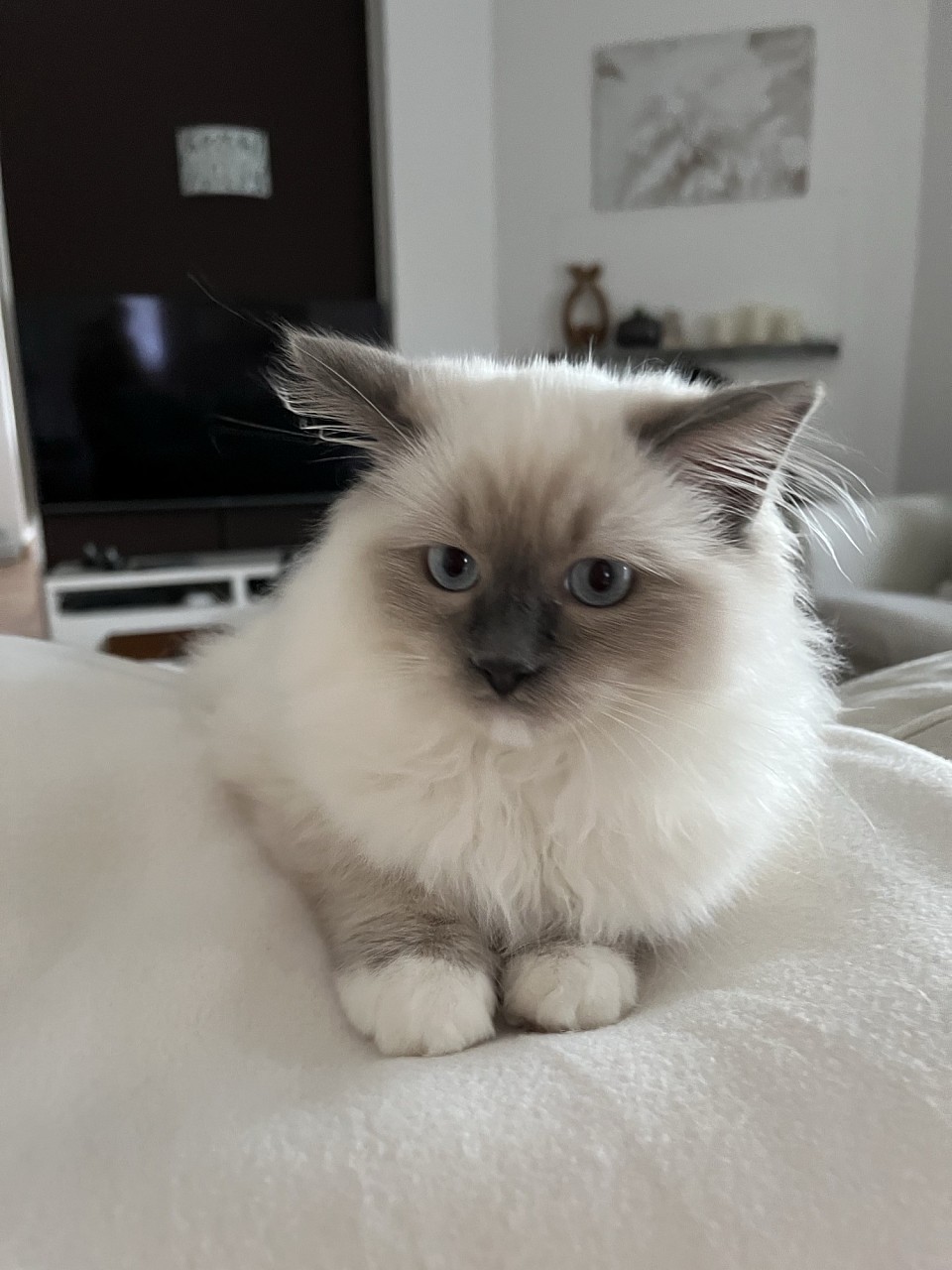 Cuccioli ragdoll allevamento Ticino regali Natale