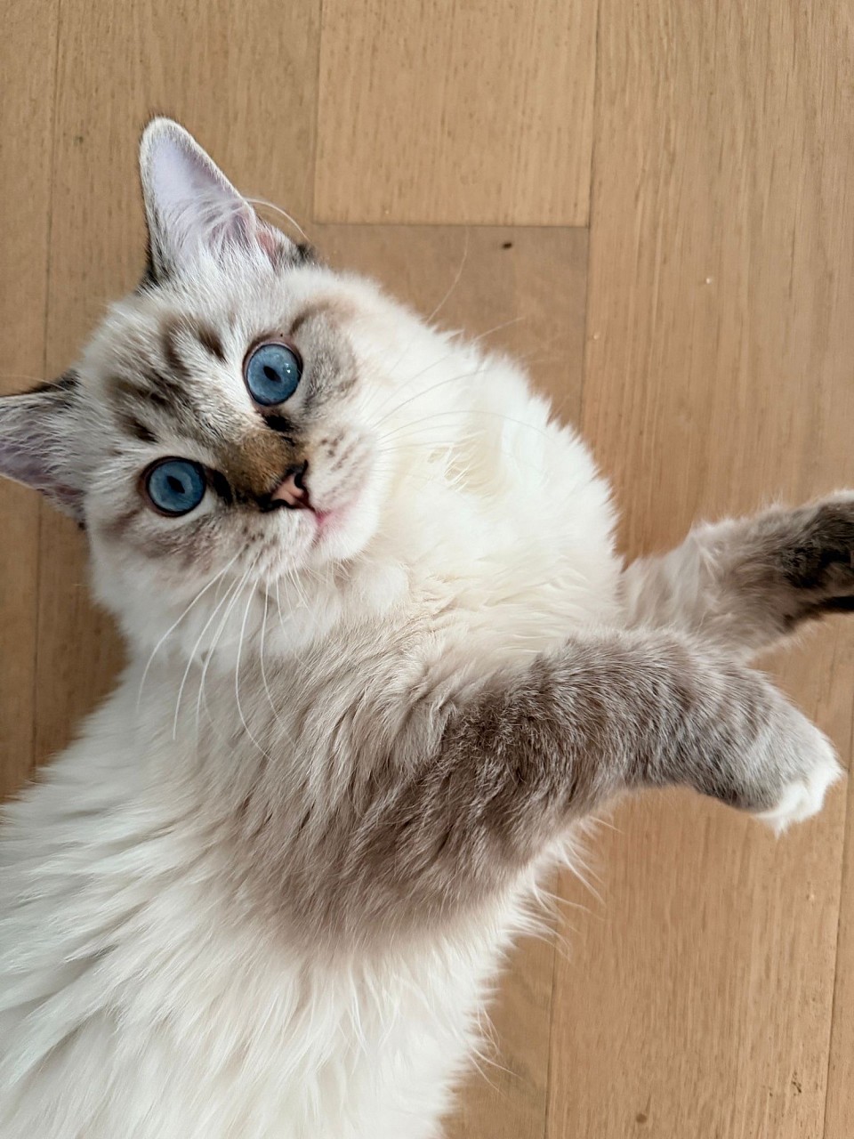 Cuccioli Ragdoll Ticino Allevamenti allevamento gatti cuccioli