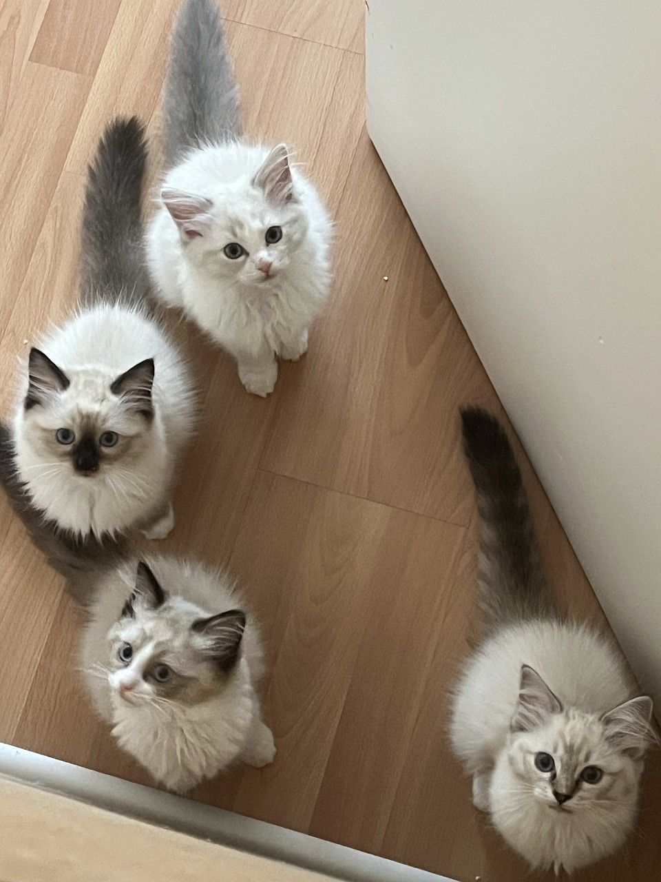 Cuccioli ragdoll disponibili allevamento