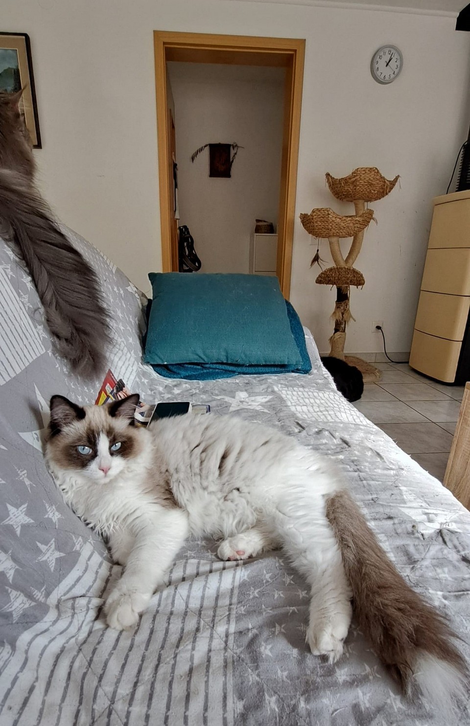 Ragdoll cuccioli allevamento disponibili