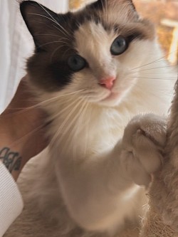 Ragdoll gatti cuccioli disponibili allevamento