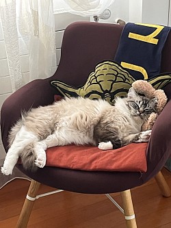 Ragdoll cuccioli allevamento maschi femmine Ticino svizzera