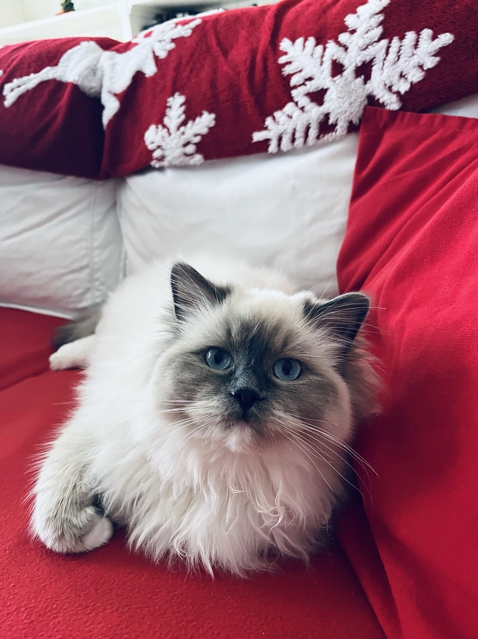 Ragdoll Allevamento Natale cuccioli