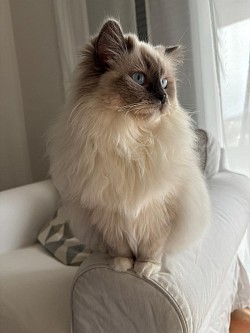 Ragdoll allevamento Ticino cuccioli