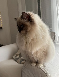 Ragdoll allevamento Ticino gatti